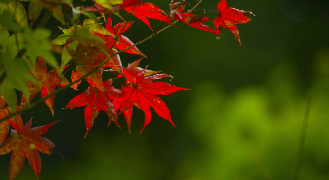 秋深まり樹々 花が色づき綺麗な季節となりました ミネ五十子印刷