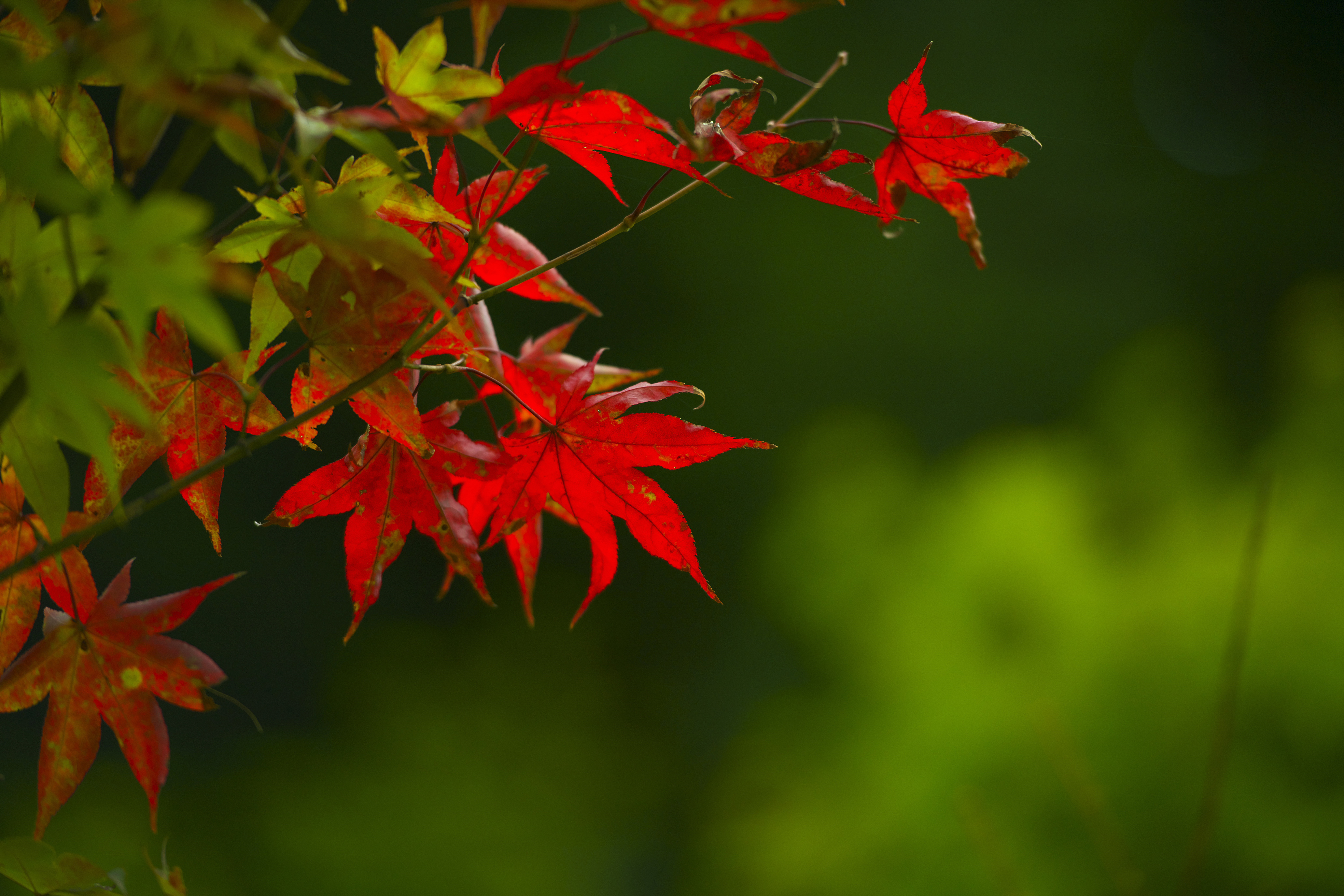 秋深まり樹々 花が色づき綺麗な季節となりました ミネ五十子印刷